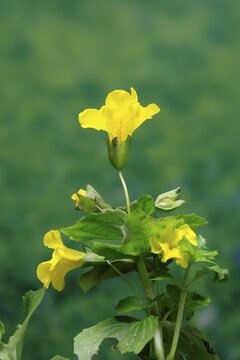 Common monkey-flower (Mimulus guttatus), also known as spotted monkey-flower or common monkey-flower, flowering, flower, aquatic plant, at a pond, Ellerstadt, Germany
