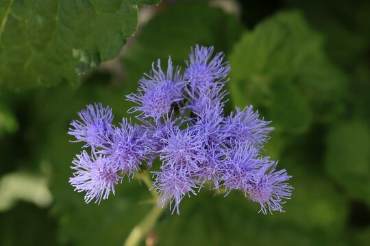 Flossflower (Ageratum houstonianum), flower, Ellerstadt, Germany