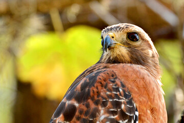 close up of a hawk