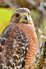 red tailed hawk