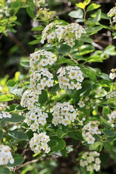 Elm-leaved spirea (Spiraea chamaedryfolia), flower, flowering, Germany