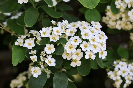 Elm-leaved spirea (Spiraea chamaedryfolia), flower, flowering, Germany