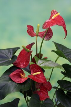 Flamingo flower (Anthurium), flowering, houseplant, Ellerstadt, Germany