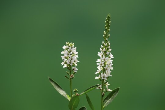 Spiked speedwell (Veronica spicata), (Pseudolysimachion spicatum), white, flower, flowering, Germany