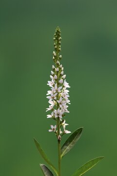 Spiked speedwell (Veronica spicata, Pseudolysimachion spicatum), white, flower, flowering, Germany