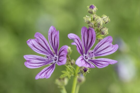 Common mallow (Malva sylvestris), Emsland, Lower Saxony, Germany