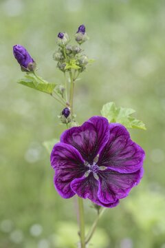 Mallow (Malva moschata), Emsland, Lower Saxony, Germany