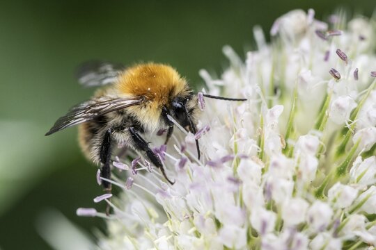 Early bumblebee (Bombus pratorum) on teasel (Dipsacus sylvestris), Emsland, Lower Saxony, Germany