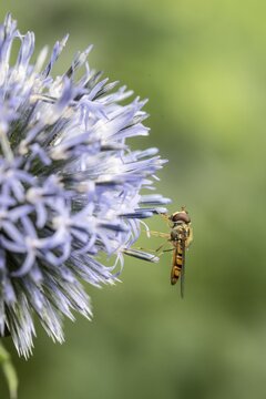 Wood hoverfly (Syrphus balteatus) on globe thistle (Echinops ritro), Emsland, Lower Saxony, Germany