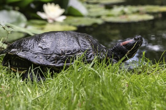 Red-eared slider (Trachemys scripta elegans), Emsland, Lower Saxony, Germany