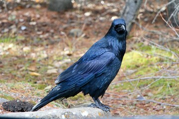 majestic raven on a rock