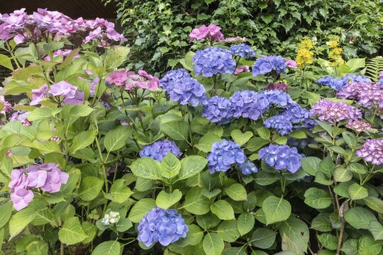 Hydrangea (Hydrangea macrophylla), Emsland, Lower Saxony, Germany