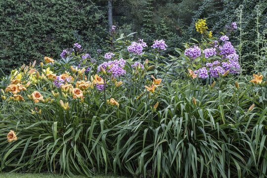 Perennial bed with daylilies (Hemerocallis Bold Tiger) and phlox (Phlox paniculata), Emsland, Lower Saxony, Germany