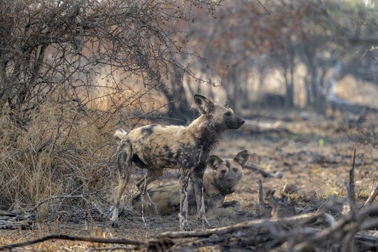 African wild dog (Lycaon pictus), Kruger National Park, South Africa