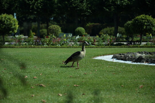 Egyptian goose standing on green lawn in sunny park
