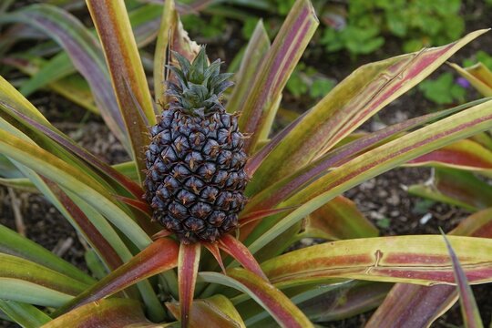 Pineapple plant with ripe fruit, surrounded by long, colourful leaves in a natural environment, pineapple plantation Plantacao de Ananases Augusto Arruda, Faja de Baixo, Ponta Delgada, Sao Miguel Island, Azores, Portugal