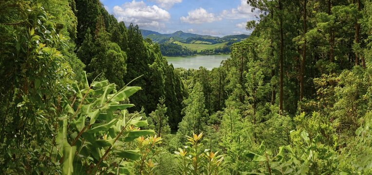 Panoramic view of a dense green forest that includes a distant lake and hills, Grena Park, Furnas, George Hayes, Lagoa das Furnas, Sao Miguel Island, Azores, Portugal