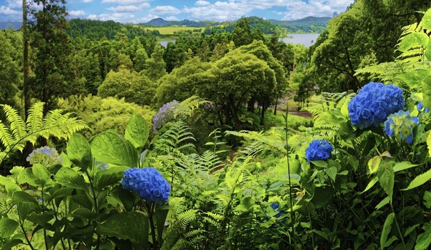 A wooded landscape with a view of hills and blue hydrangea in the foreground, Grena Park, Furnas, George Hayes, Lagoa das Furnas, Sao Miguel Island, Azores, Portugal