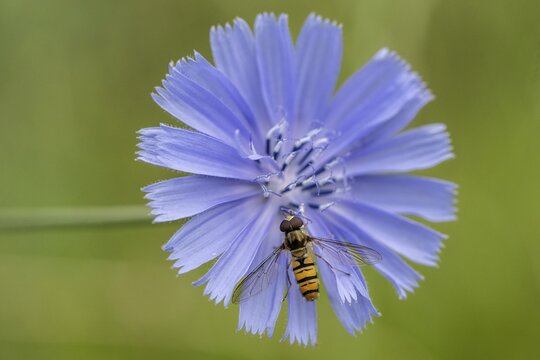 Grove hoverfly (Episyrphus balteatus) on common chicory (Cichorium intybus), Baden- W&uuml;rttemberg, Germany