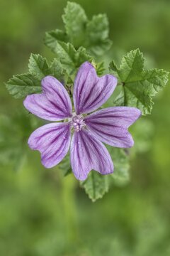 Common mallow (Malva sylvestris), Baden-W&uuml;rttemberg, Germany