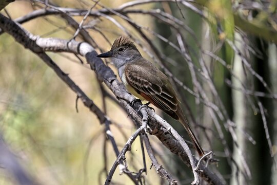 Brown-crested Tyrant, (Myiarchus tyrannulus brachyurus), adult, in perch, foraging, Sonoran Desert, Arizona, North America, USA