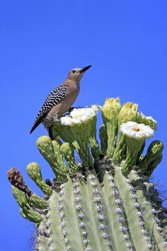 Gila woodpecker (Melanerpes uropygialis), adult, male, on Saguaro cactus flower, foraging, Sonoran Desert, Arizona, North America, USA