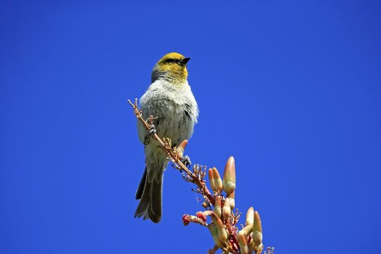 Golden-headed Penduline Tit, (Auriparus flaviceps), adult, on wait, on Ocotillo, singing, Sonoran Desert, Arizona, North America, USA