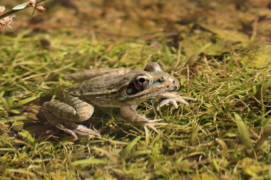 Northern leopard frog (Lithobates pipiens), adult, on ground, foraging, alert, Sonoran Desert, Arizona, North America, USA