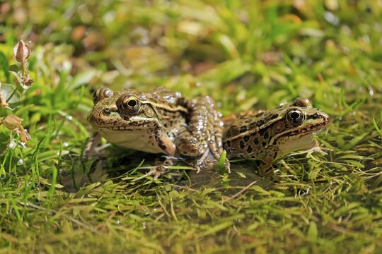 Northern leopard frog (Lithobates pipiens), adult, pair, in water, Sonoran Desert, Arizona, North America, USA