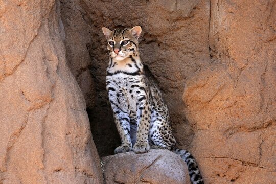 Ocelot (Leopardus pardalis), adult, sitting, at the den, alert, Sonora Desert, Arizona, North America, USA
