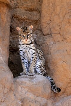 Ocelot (Leopardus pardalis), adult, sitting, at the den, alert, Sonora Desert, Arizona, North America, USA