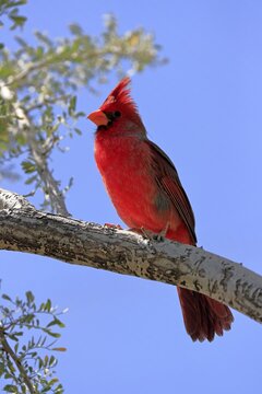 Northern cardinal (Cardinalis cardinalis), adult, male, on tree, alert, Sonoran Desert, Arizona, North America, USA