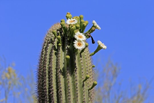 Saguaro (Carnegiea gigantea), blooming, flower, Sonora Desert, Arizona, North America, USA