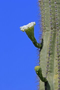 Saguaro (Carnegiea gigantea), blooming, flower, Sonora Desert, Arizona, North America, USA