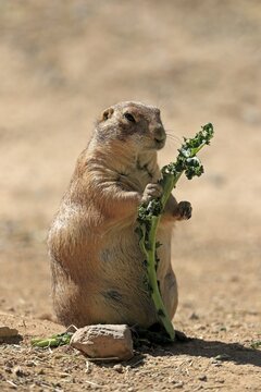 Black-tailed prairie dog (Cynomys ludovicianus), adult, with food, standing upright, Sonoran Desert, Arizona, North America, USA