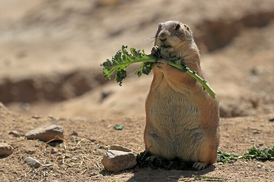 Black-tailed prairie dog (Cynomys ludovicianus), adult, feeding, standing upright, Sonoran Desert, Arizona, North America, USA