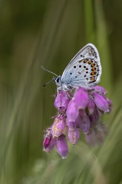 Amanda's blue (Polyommatus amandus), Emsland, Lower Saxony, Germany