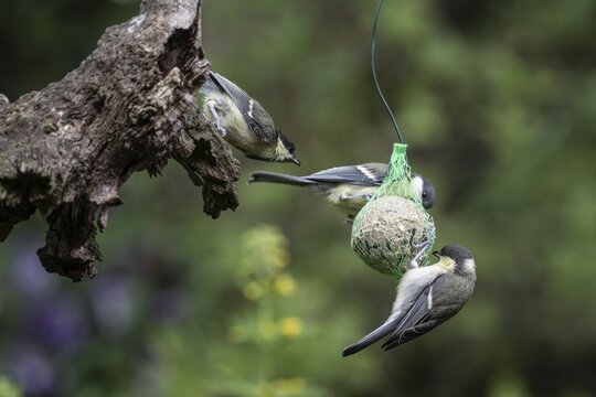Great tits (Parus major) at the tit dumpling, Emsland, Lower Saxony, Germany
