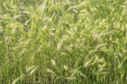 Foxtail barley (Hordeum jubatum), Mecklenburg-Western Pomerania, Germany