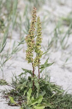 Curly amphibian (Rumex crispus), Mecklenburg-Western Pomerania, Germany