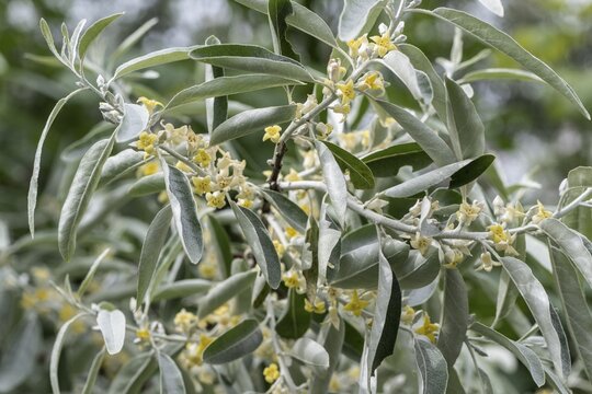 Elaeagnus angustifolia (Eleagnus angustifolius), Mecklenburg-Western Pomerania, Germany