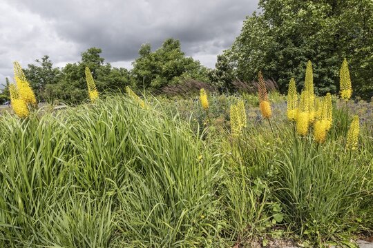 Flower bed with foxtail lilies (Eremurus), Rostock, Mecklenburg-Vorpommern, Germany