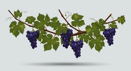 A Vine Of Purple Grapes For A Rich Birthday Year