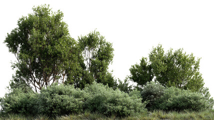 Lush Green Trees and Bushes with Transparent Background for Compositing Natural Scenery or Adding Vegetation to Architectural Visualization Projects, PNG