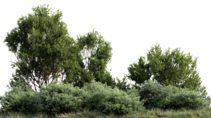 Lush Green Trees and Bushes with Transparent Background for Compositing Natural Scenery or Adding Vegetation to Architectural Visualization Projects, PNG