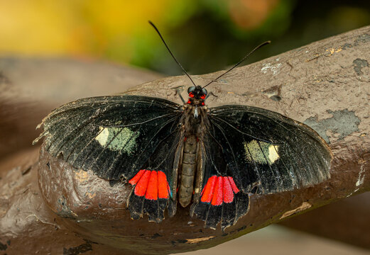 A Parides butterfly with worn wings resting on a branch in the shade, wings fully open, enjoying a calm and peaceful moment in nature.