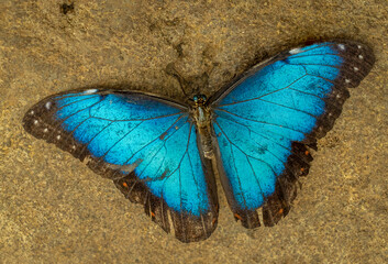 A Blue Morpho (Morpho peleides) butterfly resting on a rock with its wings fully open, displaying vibrant blue colors in natural light.