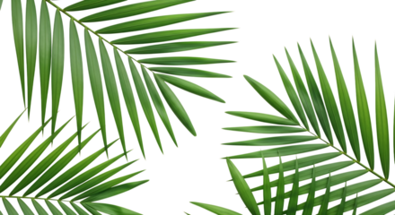 Close up of vibrant green palm fronds against a stark black background