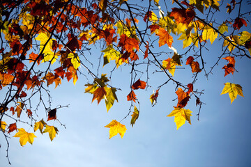 Colorful red, yellow, orange Autumn Leaves, branches, blue Sky, copyspace, minimalism.
