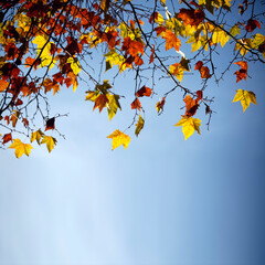 Colorful red, yellow, orange Autumn Leaves, branches, blue Sky, copyspace, minimalism.